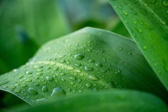 Close-up of fresh green leaves covered with water droplets, showcasing natural texture, moisture, and a vibrant botanical background after rainfall.
