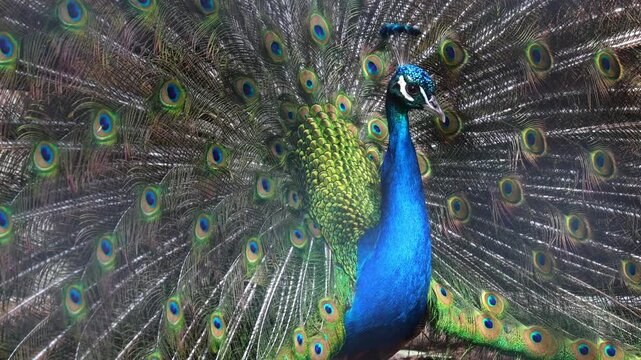Peacock with opened feathers