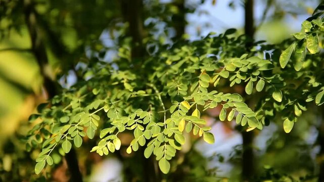 Fresh green moringa leaves growing on a tree in natural sunlight