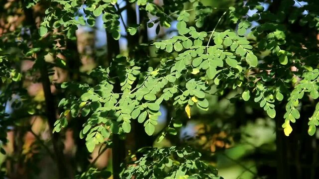 Fresh green moringa leaves growing on a tree in natural sunlight