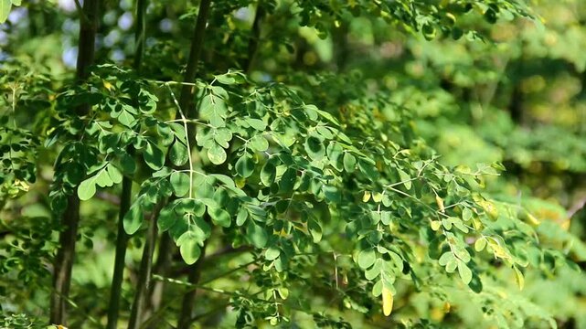 Fresh green moringa leaves growing on a tree in natural sunlight