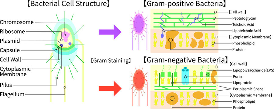 Bacterial Cell Structure and Gram Staining Comparison of Gram-Positive and Gram-Negative Bacteria Medical Illustration