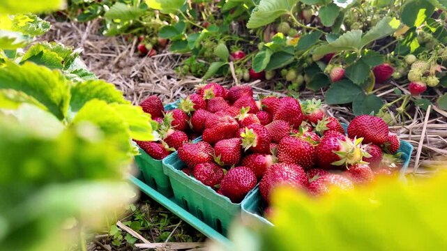 Cartons overflowing with ripe strawberries at a Maine u-pick farm