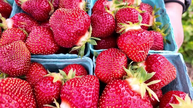 Closeup of ripe strawberries in blue pint cartons
