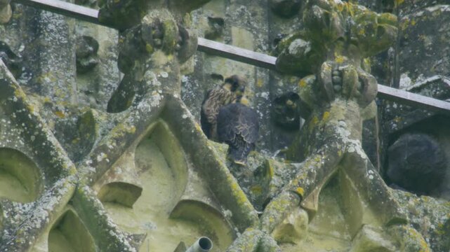 Two young peregrine falcons look around while perched among historic cathedral stonework, showing alert fledgling behaviour at an urban raptor nest site in the UK.