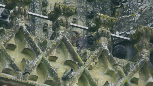 Two young peregrine falcons perch together among historic cathedral stonework, looking around and showing natural fledgling behaviour at an urban nest site in the UK.