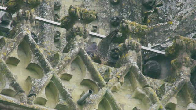 A juvenile peregrine falcon spreads its wings and nearly loses balance while moving across historic cathedral stonework, showing early fledgling behaviour at an urban nest site in the UK.
