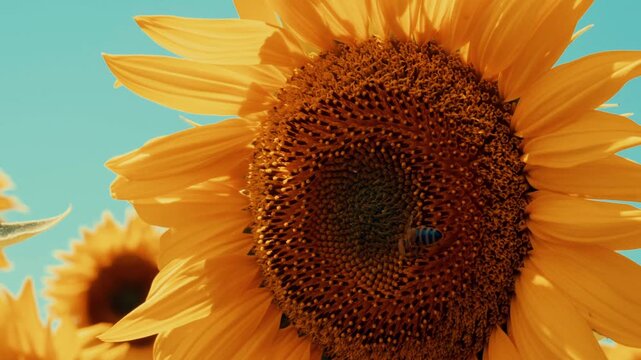 Stunning macro close-up of a hardworking honey bee gathering pollen on a vibrant yellow sunflower head. Cinematic summer nature footage capturing intricate details and natural ecosystem, 4k.