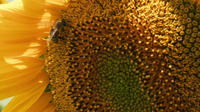 Stunning macro close-up of a hardworking honey bee gathering pollen on a vibrant yellow sunflower head. Cinematic summer nature footage capturing intricate details and natural ecosystem, 4k.