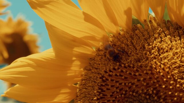 Stunning macro close-up of a hardworking honey bee gathering pollen on a vibrant yellow sunflower head. Cinematic summer nature footage capturing intricate details and natural ecosystem, 4k.