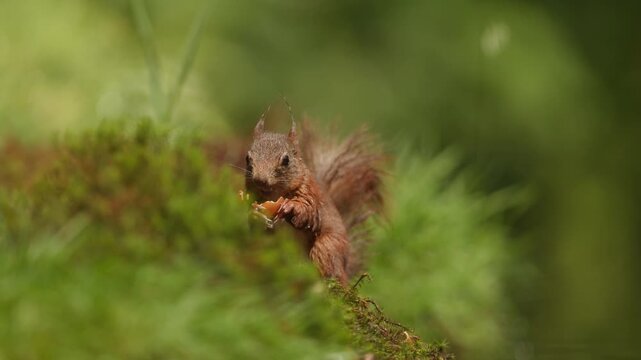 Red squirrel feeding among moss and woodland vegetation in a natural forest setting, hands hold nut chewing with pieces flying