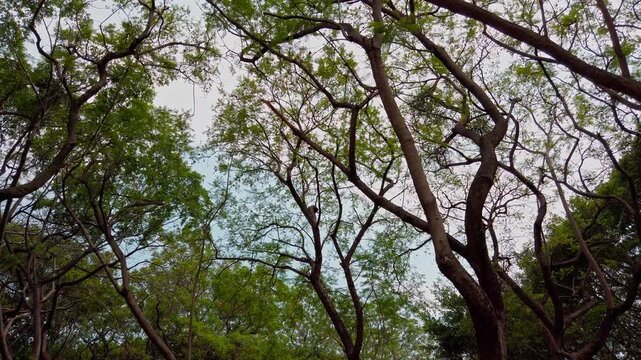 Low angle view of tree canopy with intertwined branches and fresh green foliage, revealing natural woodland environment beneath daylight and open sky