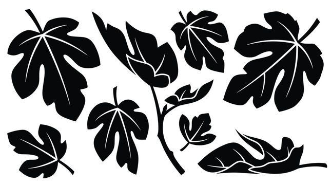 Fig leaves vector silhouette isolated on transparent background botanical collection different shapes sizes organic nature element.
