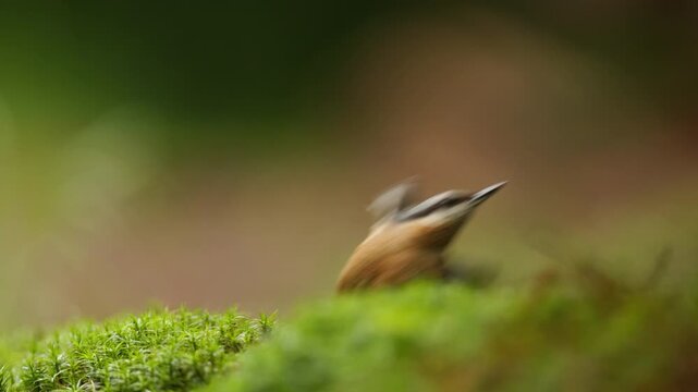 Eurasian nuthatch peeking above mossy woodland ground with soft natural background before flying away, slow motion