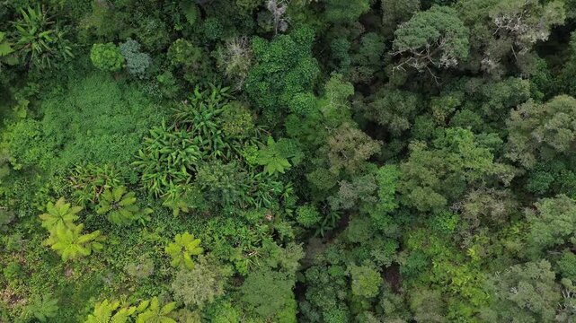 Aerial view of lush forest covering the hills in Bandung, West Java, Indonesia