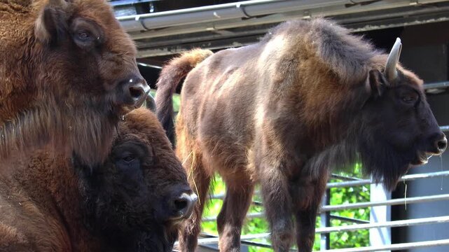 Close-up of an adult male bison and other bison. Very strong and muscular