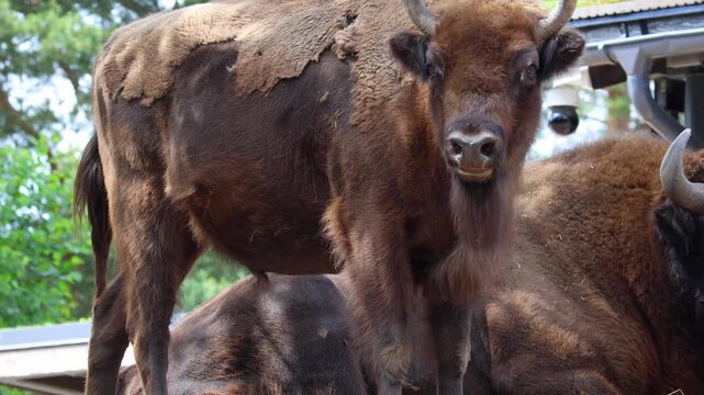 Close-up of an adult male bison and other bison. Very strong and muscular