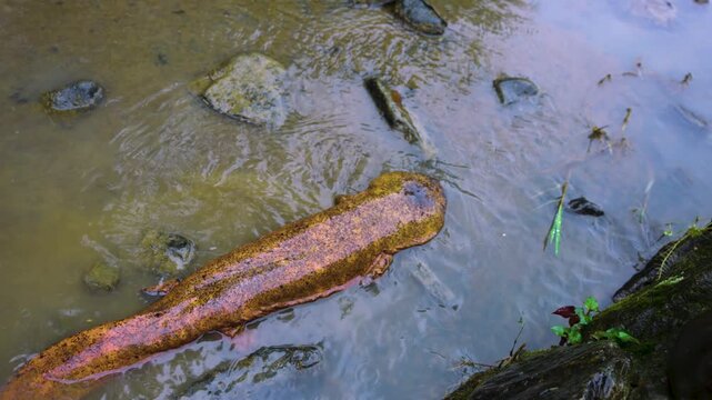 Record Japanese Giant Salamander (Andrias japonicus) Spotted in Kyoto, Japan