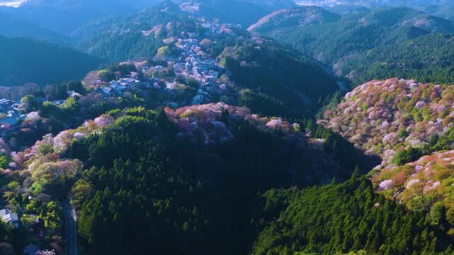 4k Epic View of Sakura on Mt Yoshino, Cherry Blossom Season in Japan