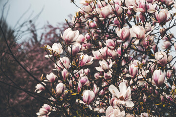 magnolia tree blossom on a stormy spring day © Francesca Emer