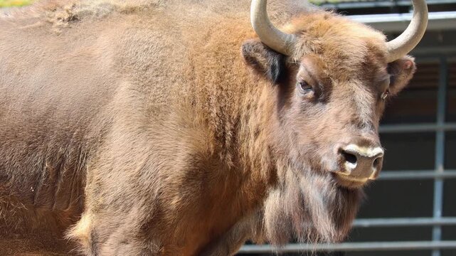 Close-up of an adult male bison and other bison. Very strong and muscular