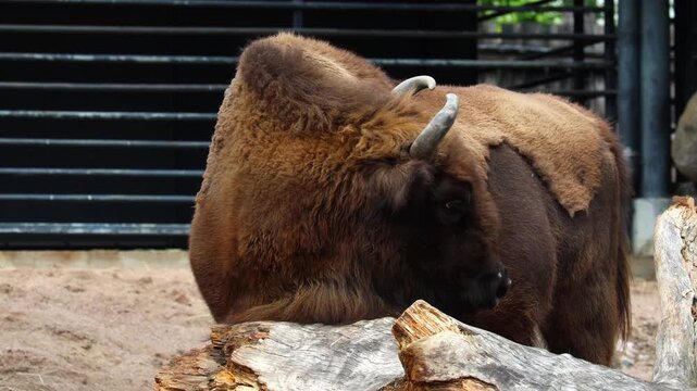 Close-up of an adult male bison and other bison. Very strong and muscular