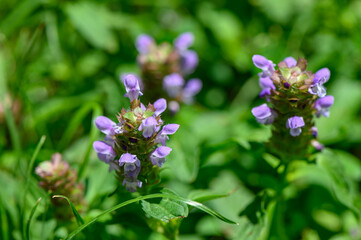 Obraz premium purple flowers blooming in a serene outdoor setting with green leaves and brown earth tones at ground level, nature photography for botanical studies and gardening.