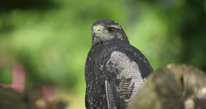 Profile portrait of black-chested buzzard-eagle with barred plumage and a yellow cere, turning head against soft green background at Jeju Flower Bird Park Hwajoowon in South Korea