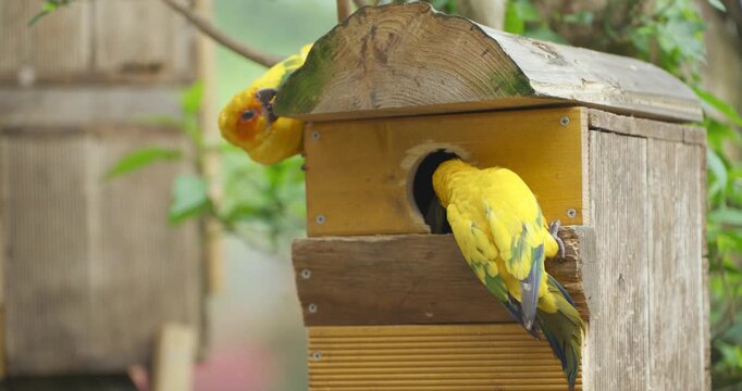 Pair of colorful sun conure parrots perched on wooden nest box with entrance hole in lush green aviary at Jeju Flower Bird Park Hwajoowon in South Korea