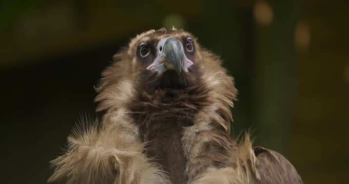 Extreme close-up of cinereous vulture head turning and looking around with brown ruff and massive hooked beak against dark background at Jeju Flower Bird Park Hwajoowon in South Korea