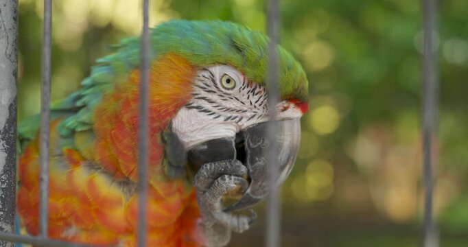 Extreme close-up of colorful hybrid macaw parrot eating nut held in claw behind wire cage bars at Jeju Flower Bird Park Hwajoowon in South Korea