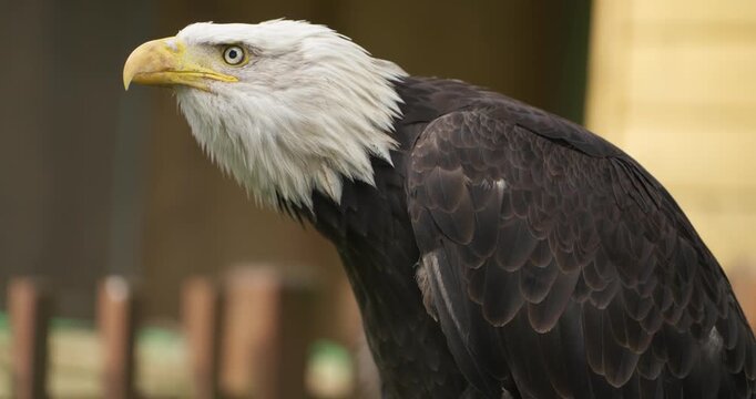 Slow motion close-up of bald eagle bending and bowing its head up and down with white head and yellow beak at Jeju Flower Bird Park Hwajoowon in South Korea