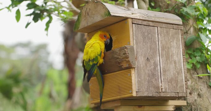 Colorful sun conure parrot perched at entrance of wooden nest box among green tree leaves at Jeju Flower Bird Park Hwajoowon in South Korea