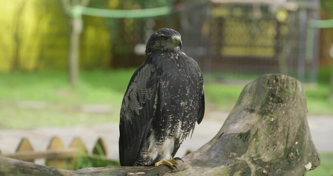 Black-chested buzzard-eagle perched on wooden log gripping with yellow talons and looking around against soft green enclosure at Jeju Flower Bird Park Hwajoowon in South Korea