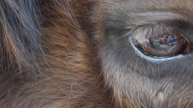 Close-up of an adult male bison's eye. A very intense gaze.