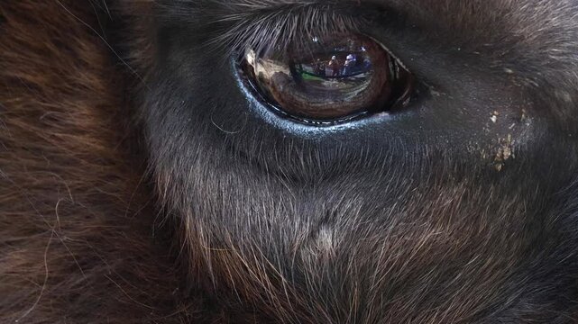 Close-up of an adult male bison's eye. A very intense gaze.