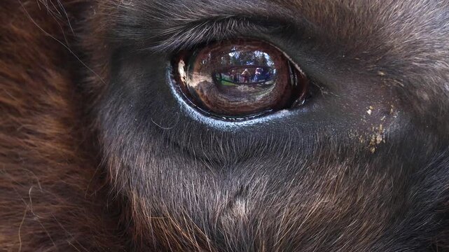 Close-up of an adult male bison's eye. A very intense gaze.