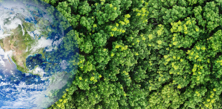 Green forest tree merged earth globe. Global ecosystem conservation and environmental protection during climate crisis. Worldwide biodiversity. Sustainable environment. Earth image provided by Nasa.