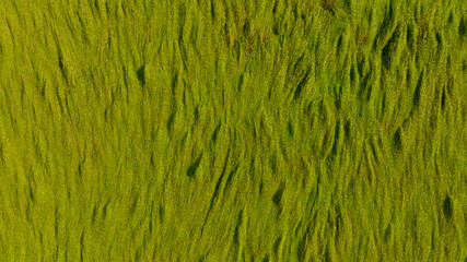 Obraz premium Aerial view of green rice field texture background. Rice plants bend down to cover ground from monsoon winds. Natural pattern of green rice farm. Above view of agricultural field. Beauty in nature.