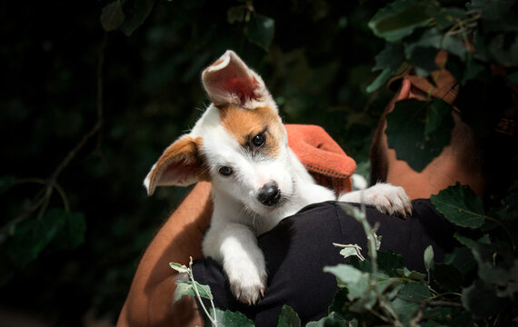 Cute white and brown puppy looking away