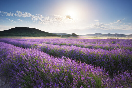 Lavender field landscape at sunset with scenic flower rows leading toward a bright shining sun.