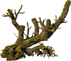 Fototapeta premium A tree stump with moss on a transparent background