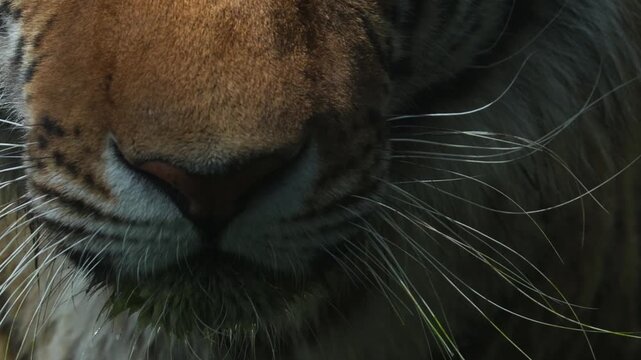 Close up shot of a critically endangered apex predator, a yawning Malayan tiger (Panthera tigris tigris) with beautiful orange fur and black stripes, walking around and wondering