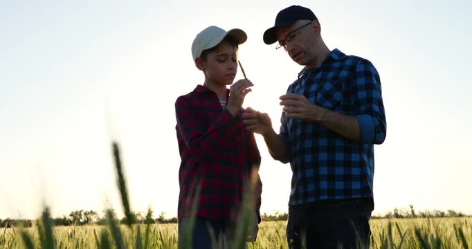 Father and son examine wheat plants in field at sunset observing growth and discovering details of rural environment. Countryside scene represents curiosity exploration and learning through experience