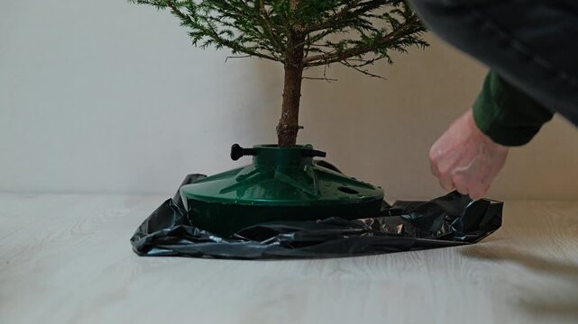 Christmas tree is secured in sturdy stand before festive decorating begins