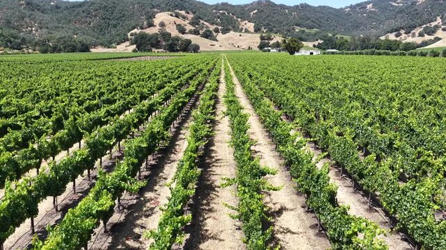 Low aerial view of perfectly aligned green vineyard rows in a California valley with rolling hills background