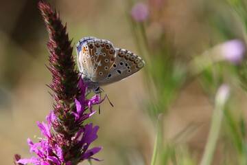 papillon argus bleu céleste male © franck stefanini