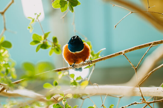 Small bird with vivid orange, blue, and black plumage rests on branch amid leaves and bright bokeh light