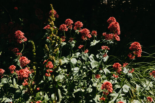 Clusters of red blooms rise from lush leaves in strong sun, set against dark garden shadows and lawn edge
