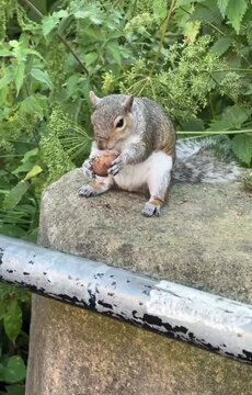 squirrel eating nut